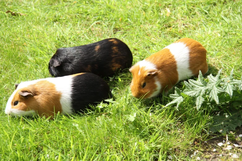 some very cute looking stuffed animals in some tall grass