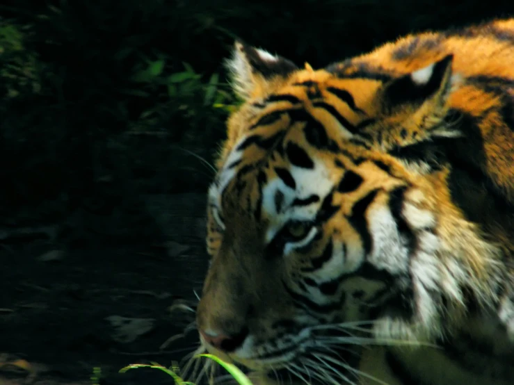 a large tiger walks along a leafy area