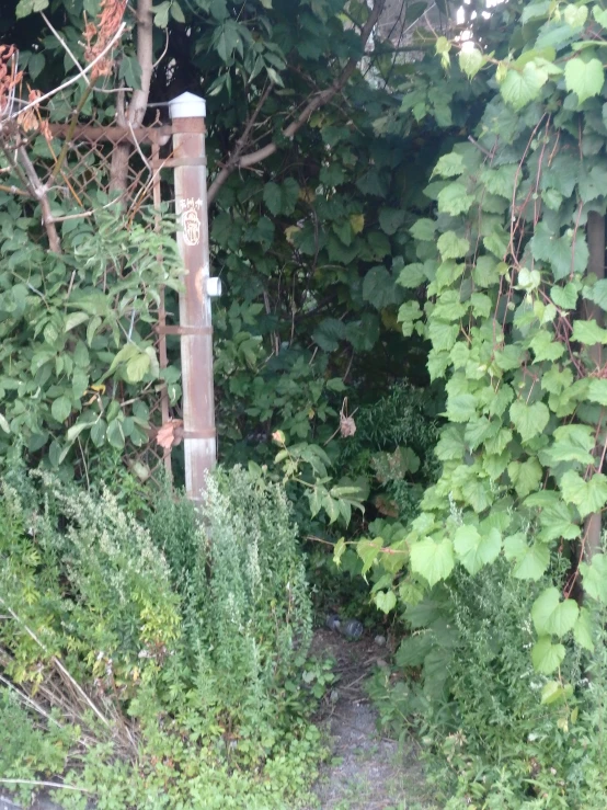 there is a tree trunk in the woods next to a sign