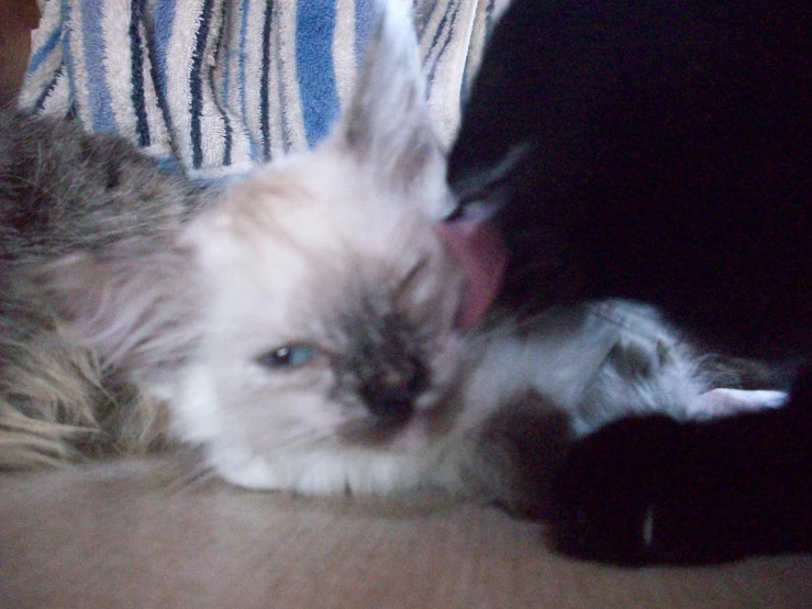 a small grey and white cat laying next to a persons hand