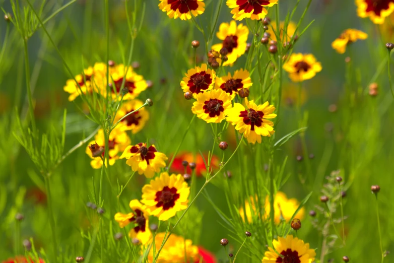 a field with lots of yellow flowers and red stems