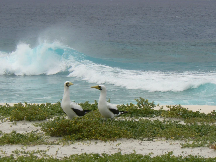 two seagulls looking to their right, sitting on a beach