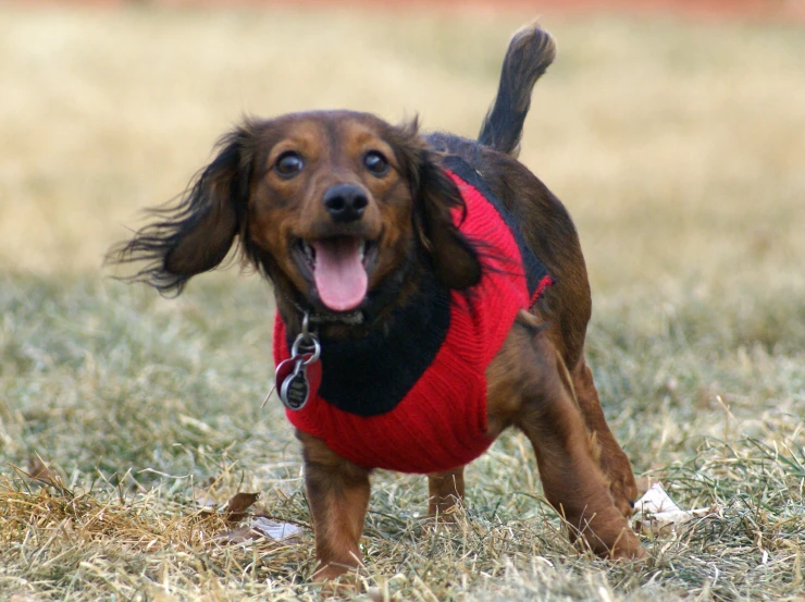 a brown dog with a sweater standing in grass