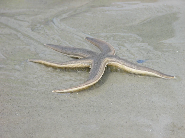 an octo fish in the sand on a beach