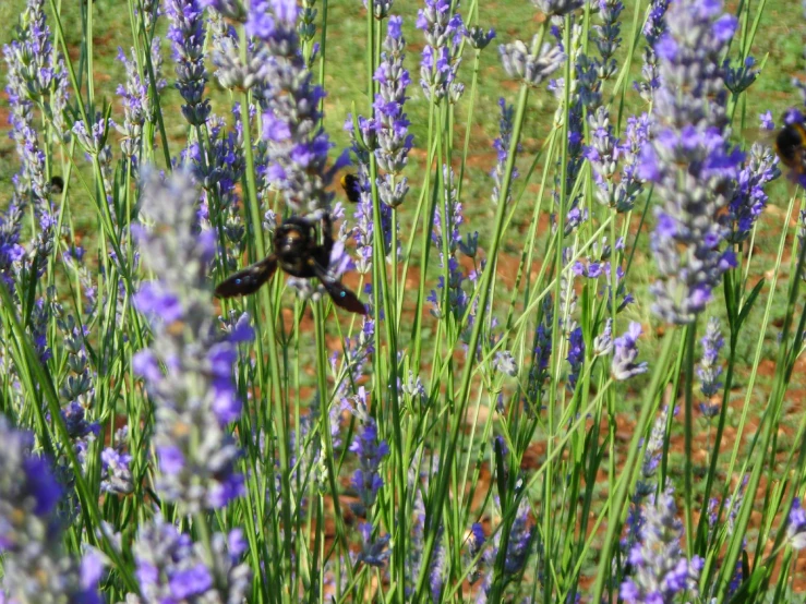 two bees on lavender flowers near each other