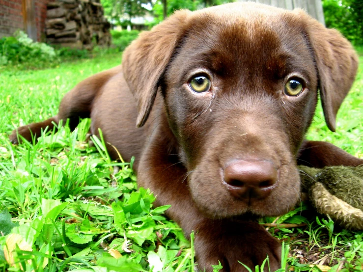 a close up of a dog laying in the grass with a teddy bear