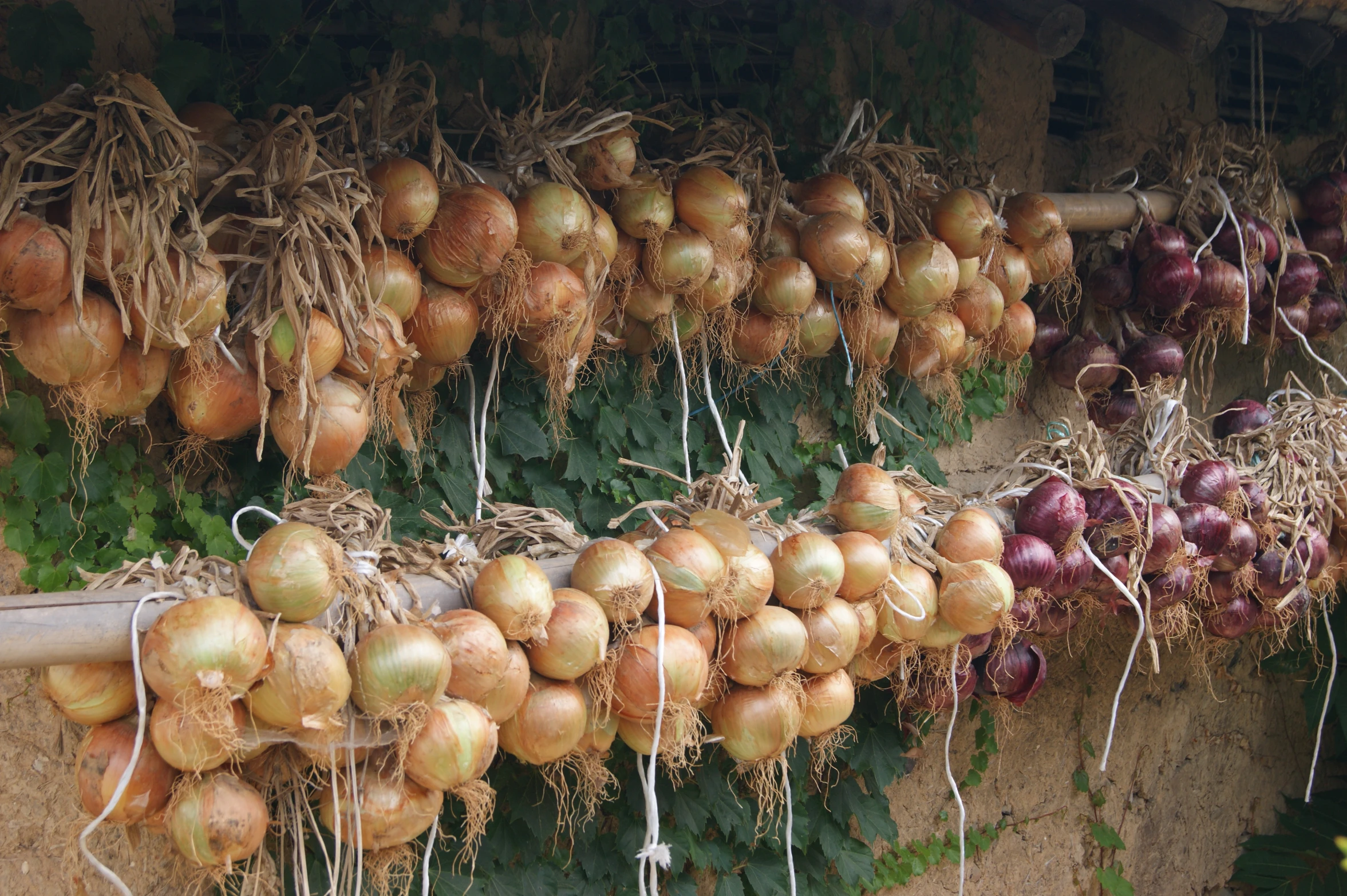 onions are drying in a large amount of sunlight