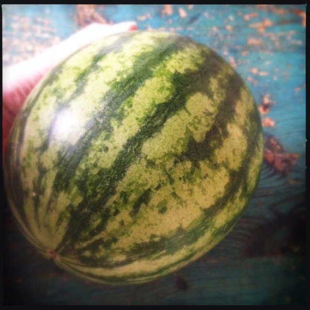 a hand holding a large watermelon with a blue background