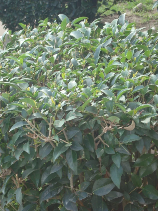 bushes with green leaves and green shrubbery in a field
