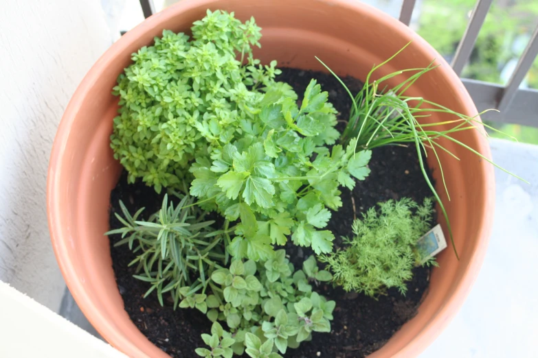 several different kinds of plants in a pot