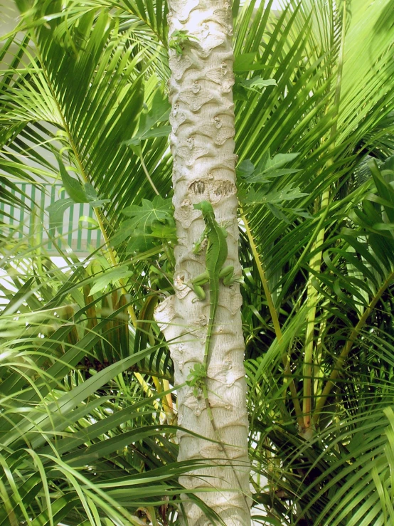 an image of a tree that is in the rainforest