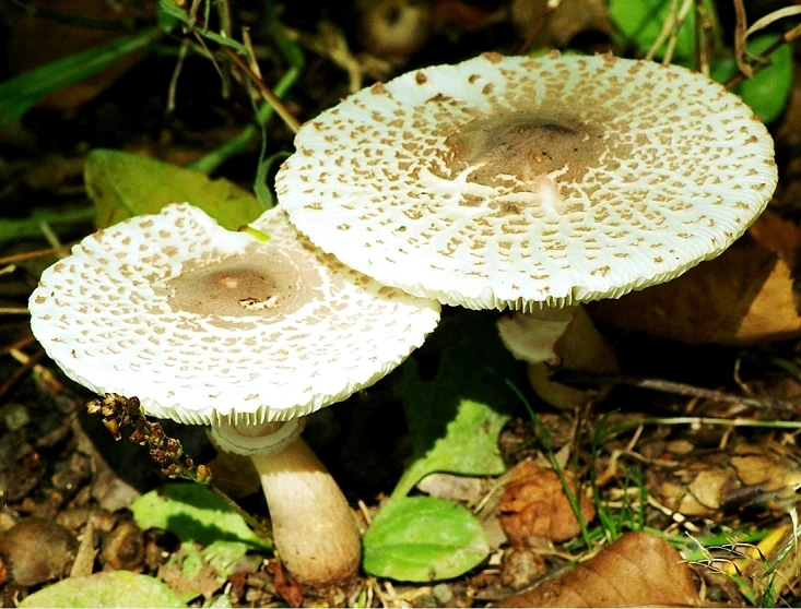 a couple of mushrooms sitting on top of leafy green ground