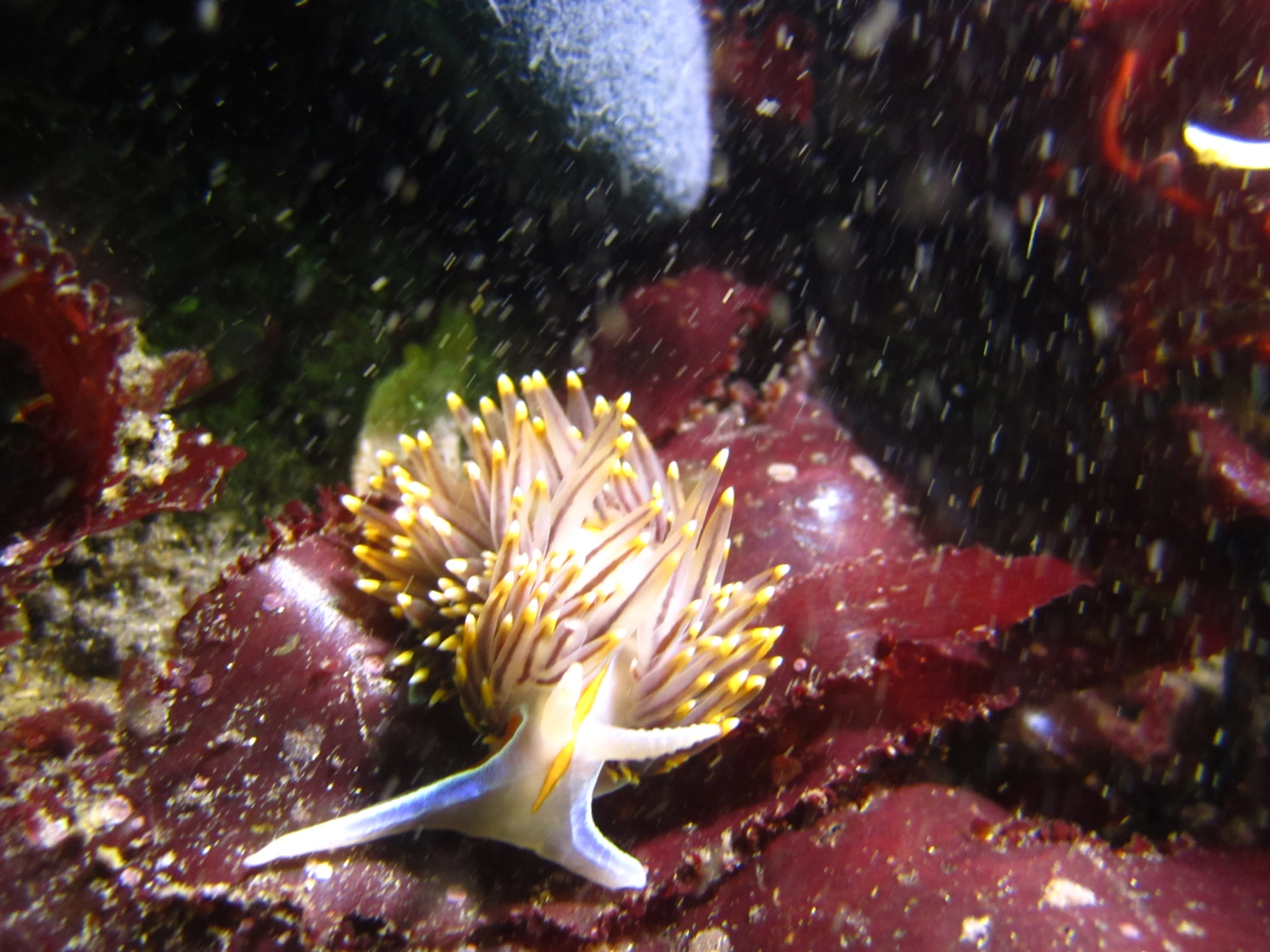 a small yellow and white flower grows on top of red coral
