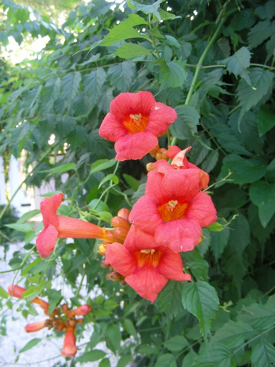 some red flowers with green leaves in the background
