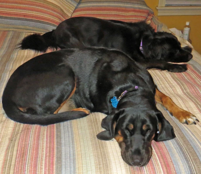 two dogs curled up together on the bed