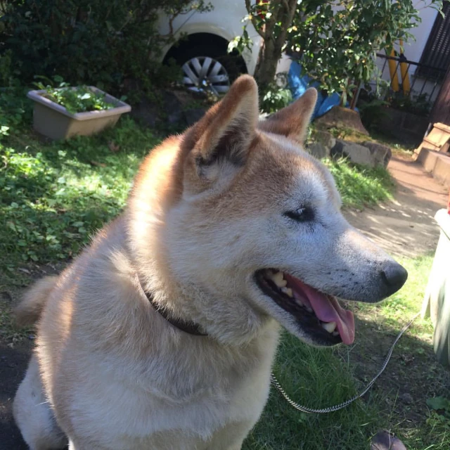 a dog sitting on the grass with it's mouth open