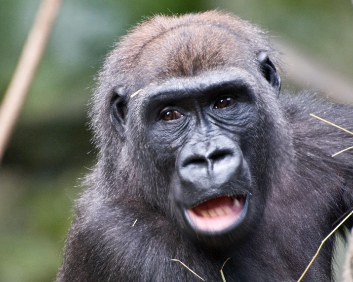 a very big cute looking gorilla with some plants in it's mouth