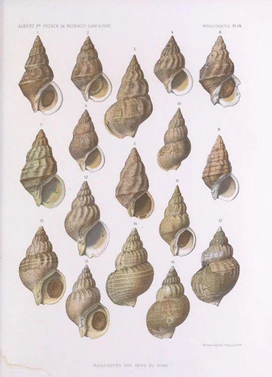 a bunch of pictures of different types of shells