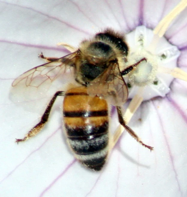 a couple of bugs inside of a flower