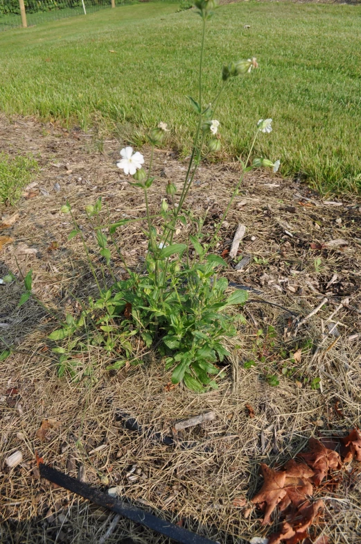 the small tree has grown in the ground with very little grass