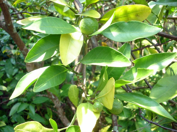 a fruit tree with some green fruit on it