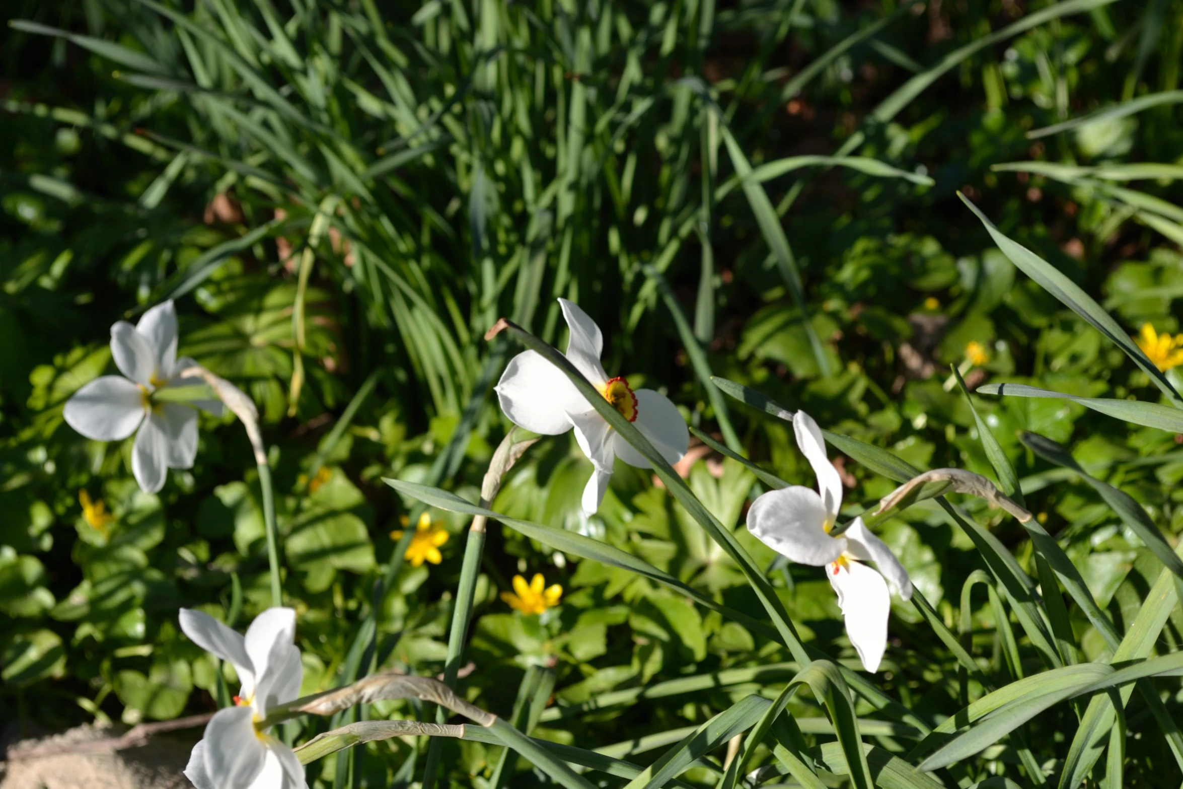 a field full of white flowers in the daytime