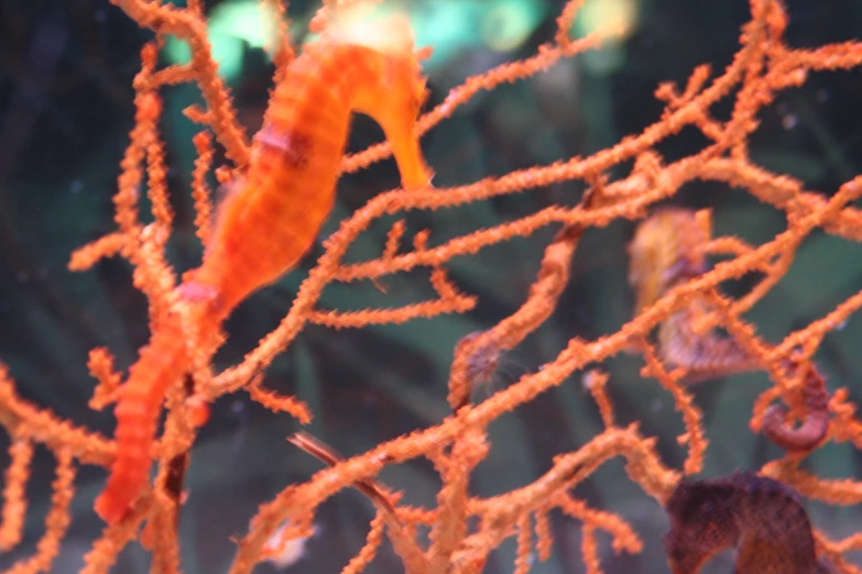 a close up of seaweed and seaweed in the water