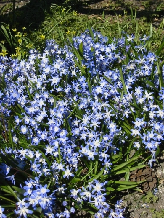 blue flowers in grass near a tree