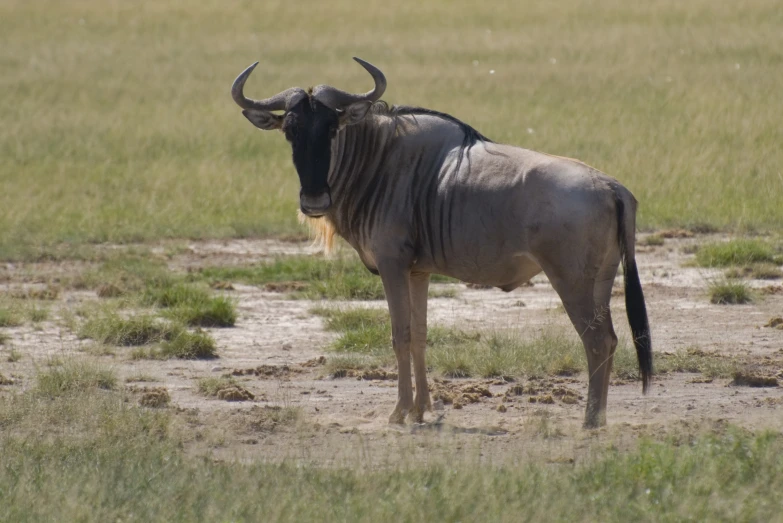 a very large bull with some big horns standing in the grass
