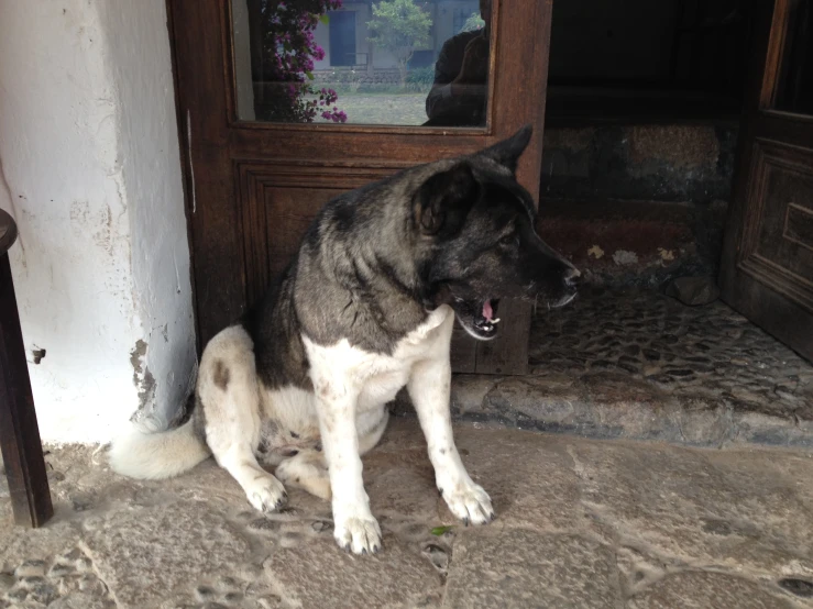 a large brown and black dog sitting on steps