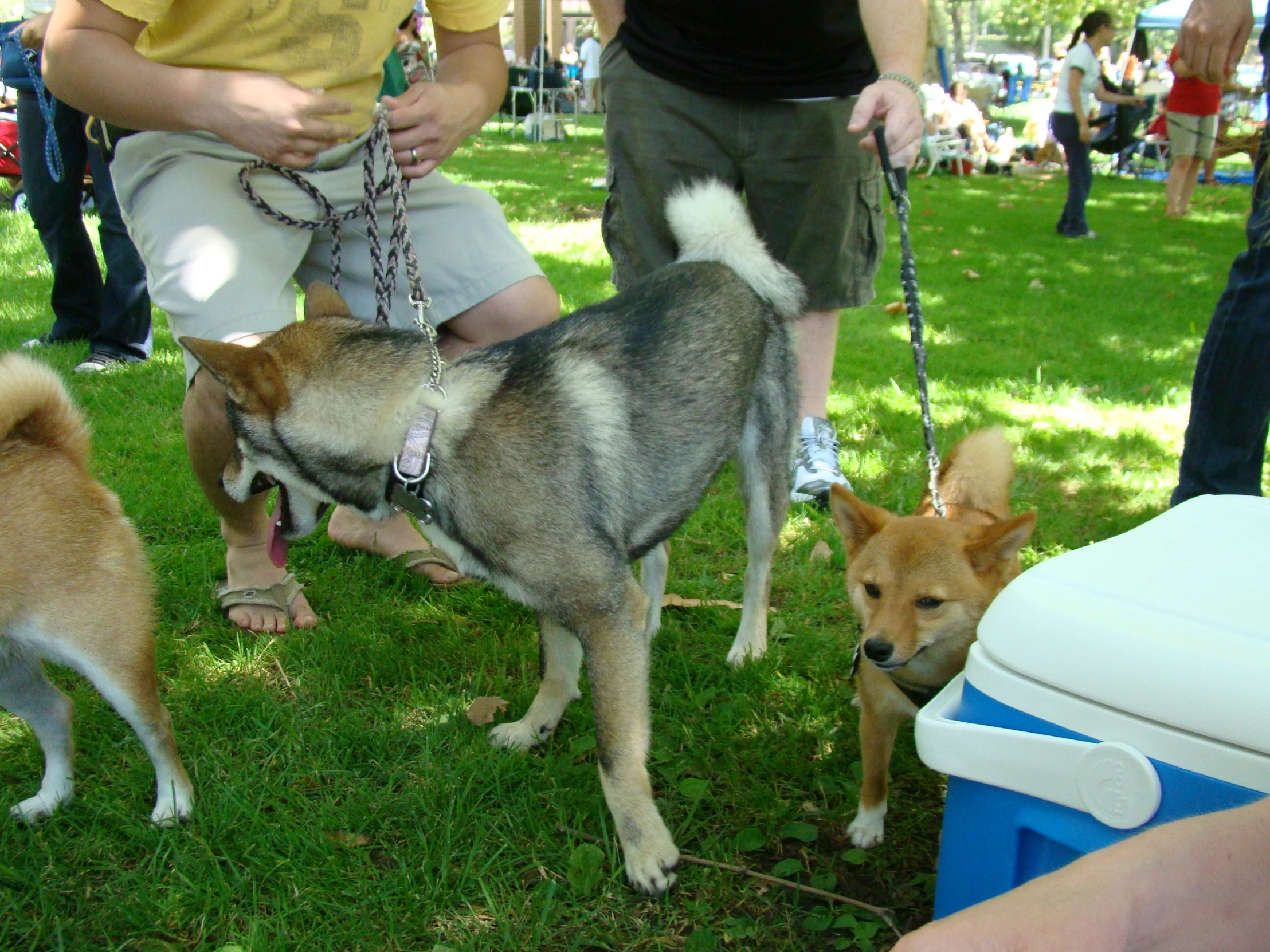 a dog standing in a yard being held on by two other dogs