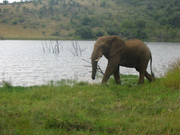 a single elephant walking near the water