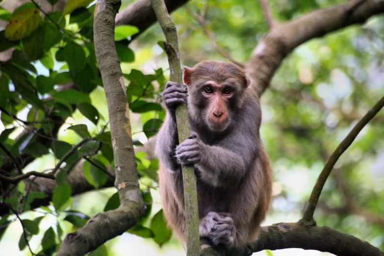 a small monkey is in a tree on the nch