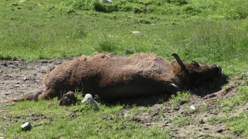 an animal that is laying down in the grass