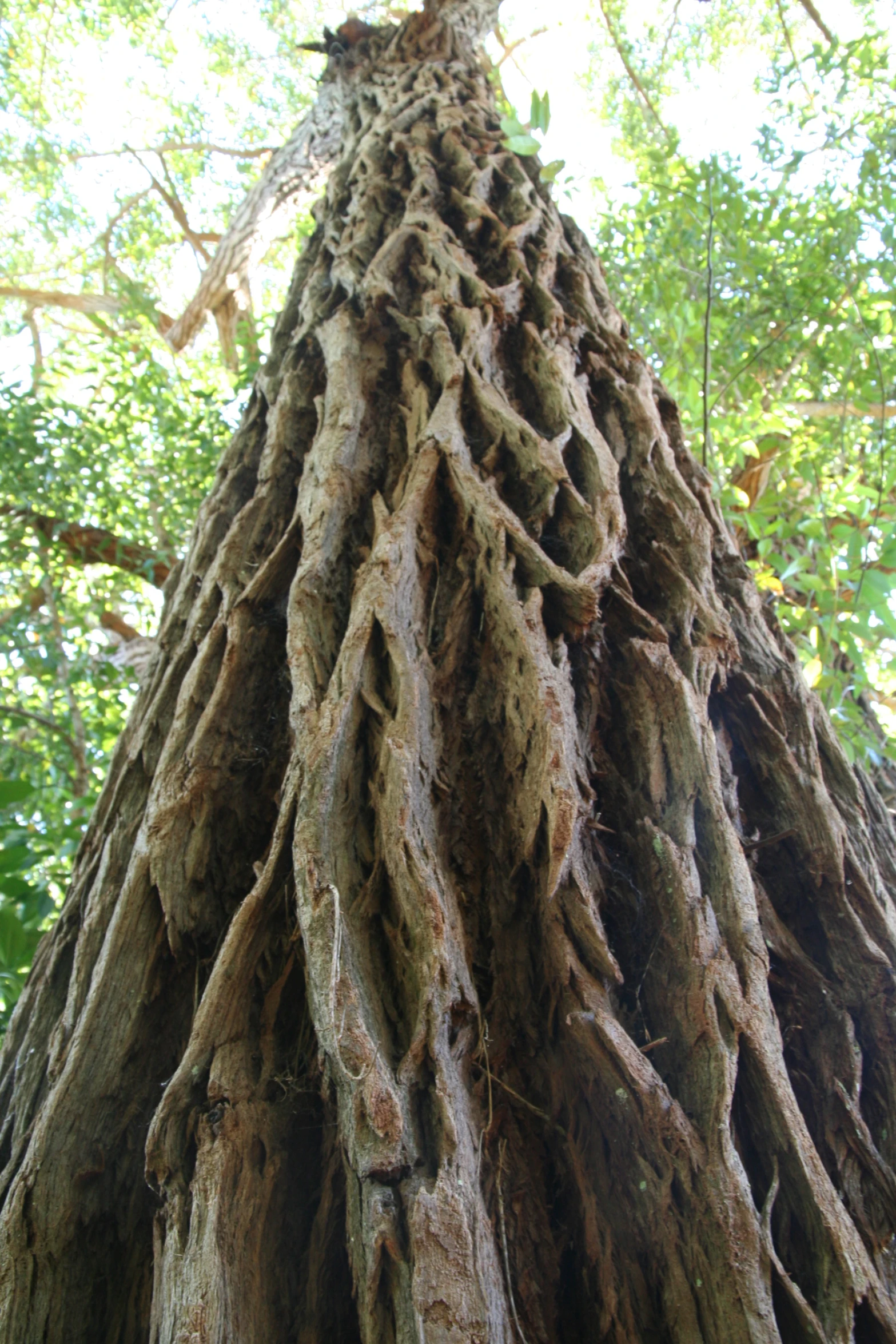 the large tree is very thick and dying