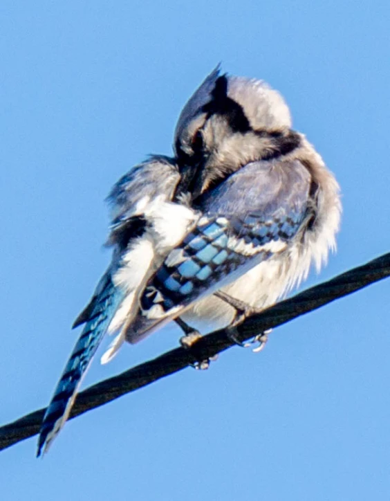 a small bird sitting on top of a telephone pole