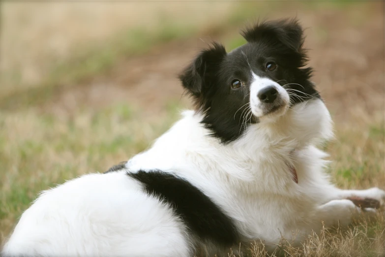 a black and white dog sits in the middle of some grass