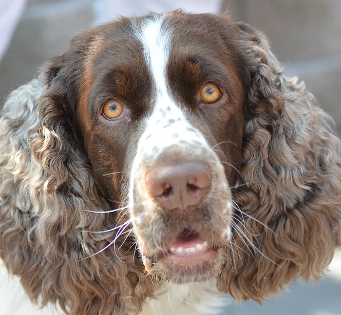 a brown and white dog with a brown muzzle and white eyes