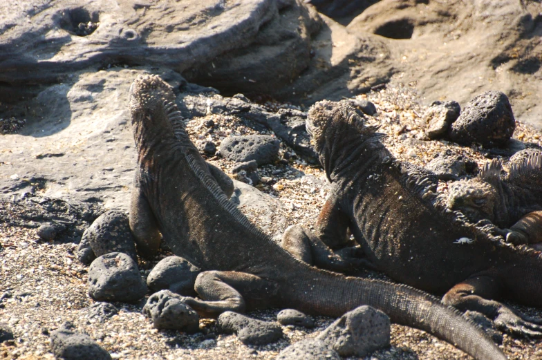 two marine animals that are standing in the sand