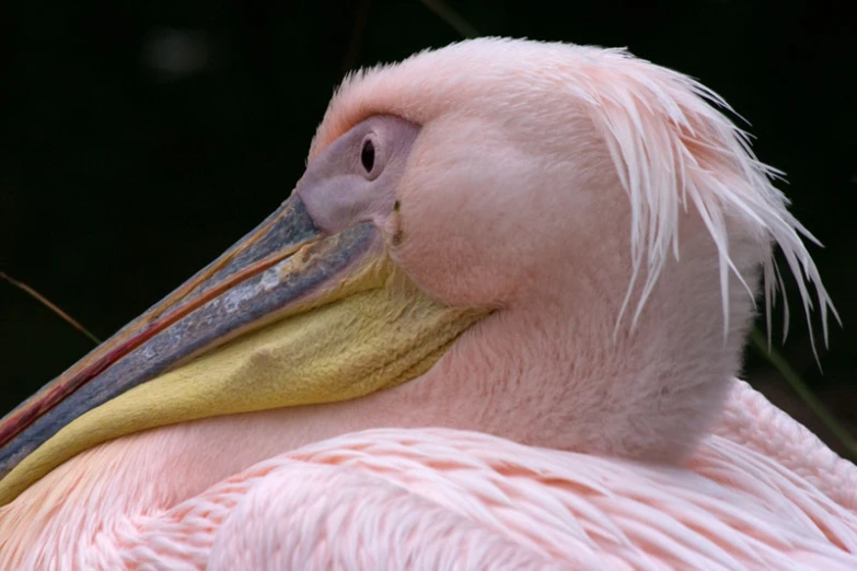 a close up view of a pink and yellow bird