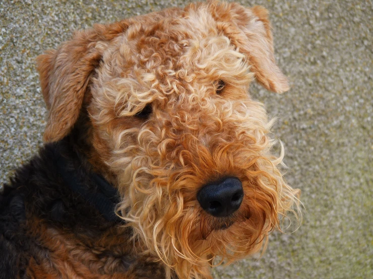 a dog with a black collar stares at the camera