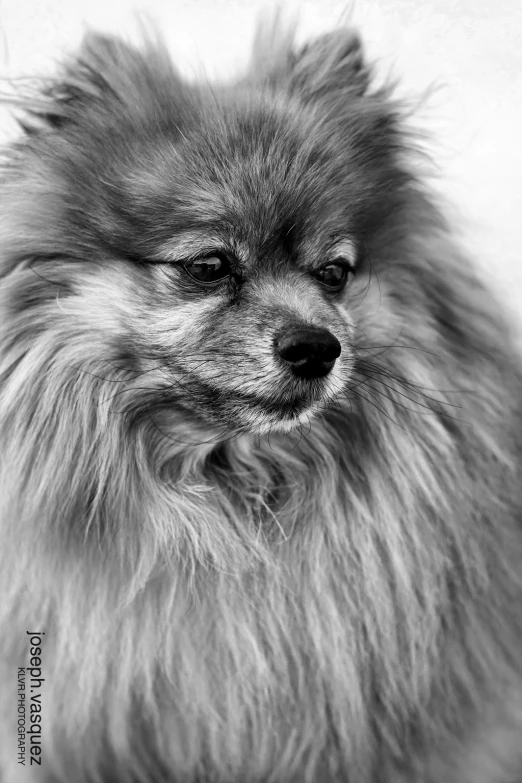 a brown furry dog sitting in front of a wall