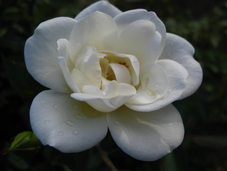 the center of an white peonie flower