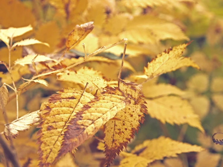 the leaves of a tree with the yellow foliage in the background