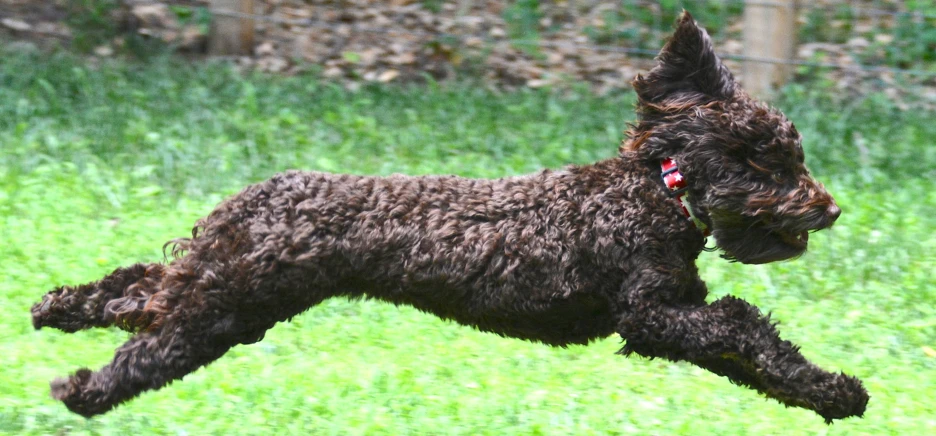 a black terrier dog is in flight on a grass lawn