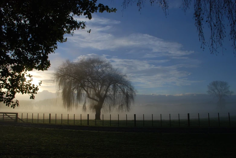 the fog is covering the trees and fence