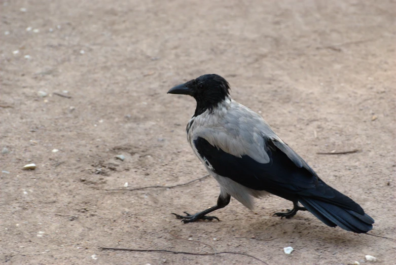 black and white bird on brown ground with dirt