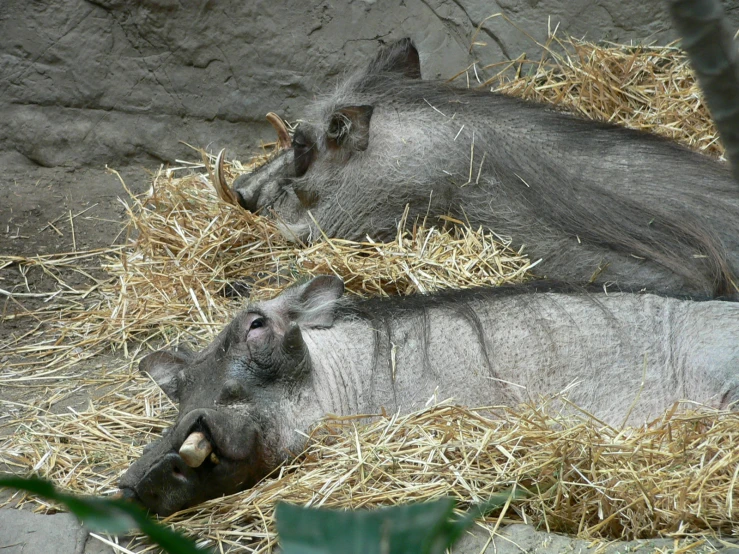 a young wild pig is nursing while lying down
