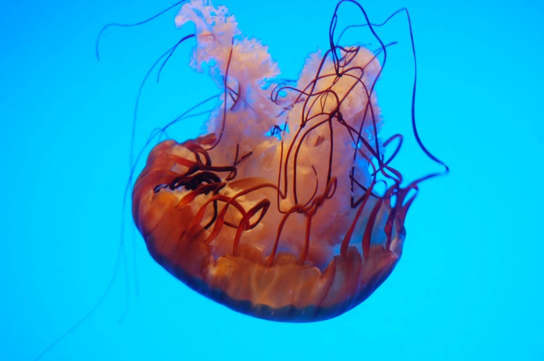 a jellyfish with red and blue under it's body