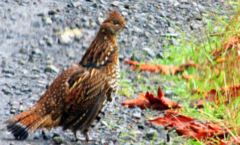 a bird standing in the middle of the road